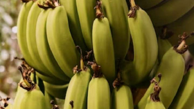 केला खाने के फायदे और नुकसान?