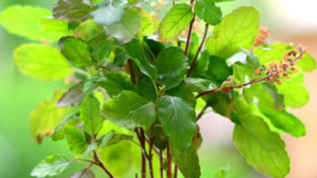  तुलसी का पौधा किन लोगों को घर में नहीं लगाना चाहिए?