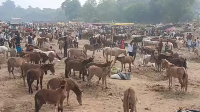 Chitrakoot Donkey Fair