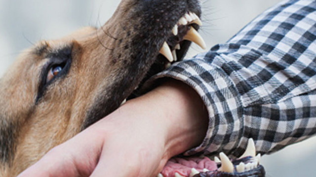 Dog bite 