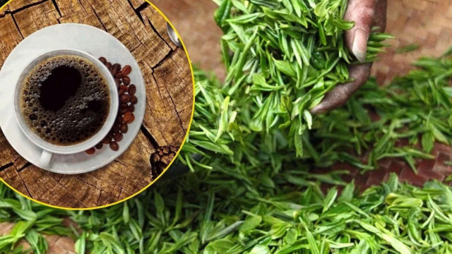Green Tea vs Black Coffee