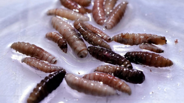 Screwworm Flesh Eating Bug