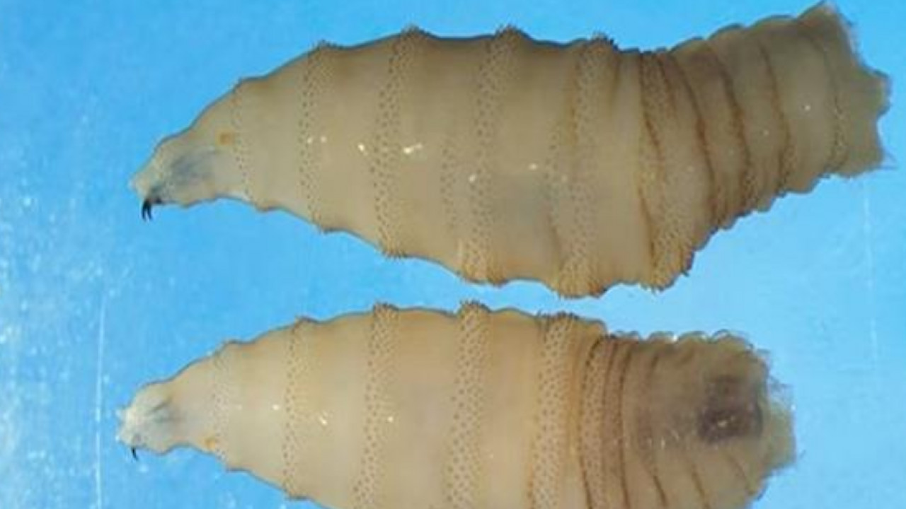 New World screwworm